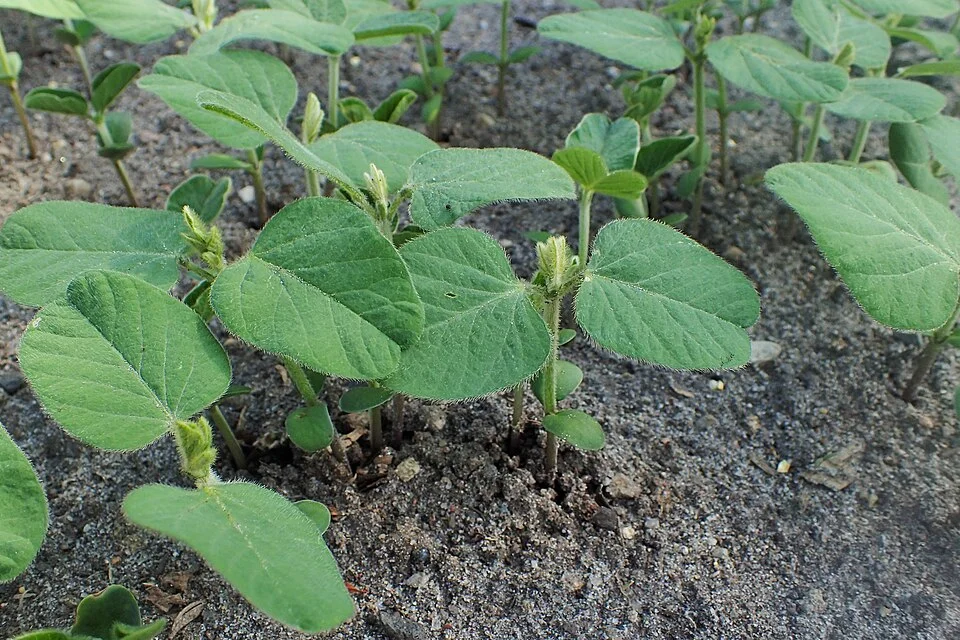 Soybean