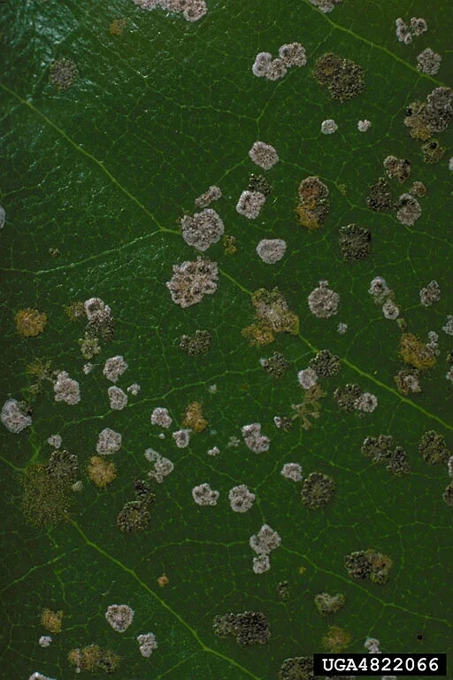 Algal leaf spot
