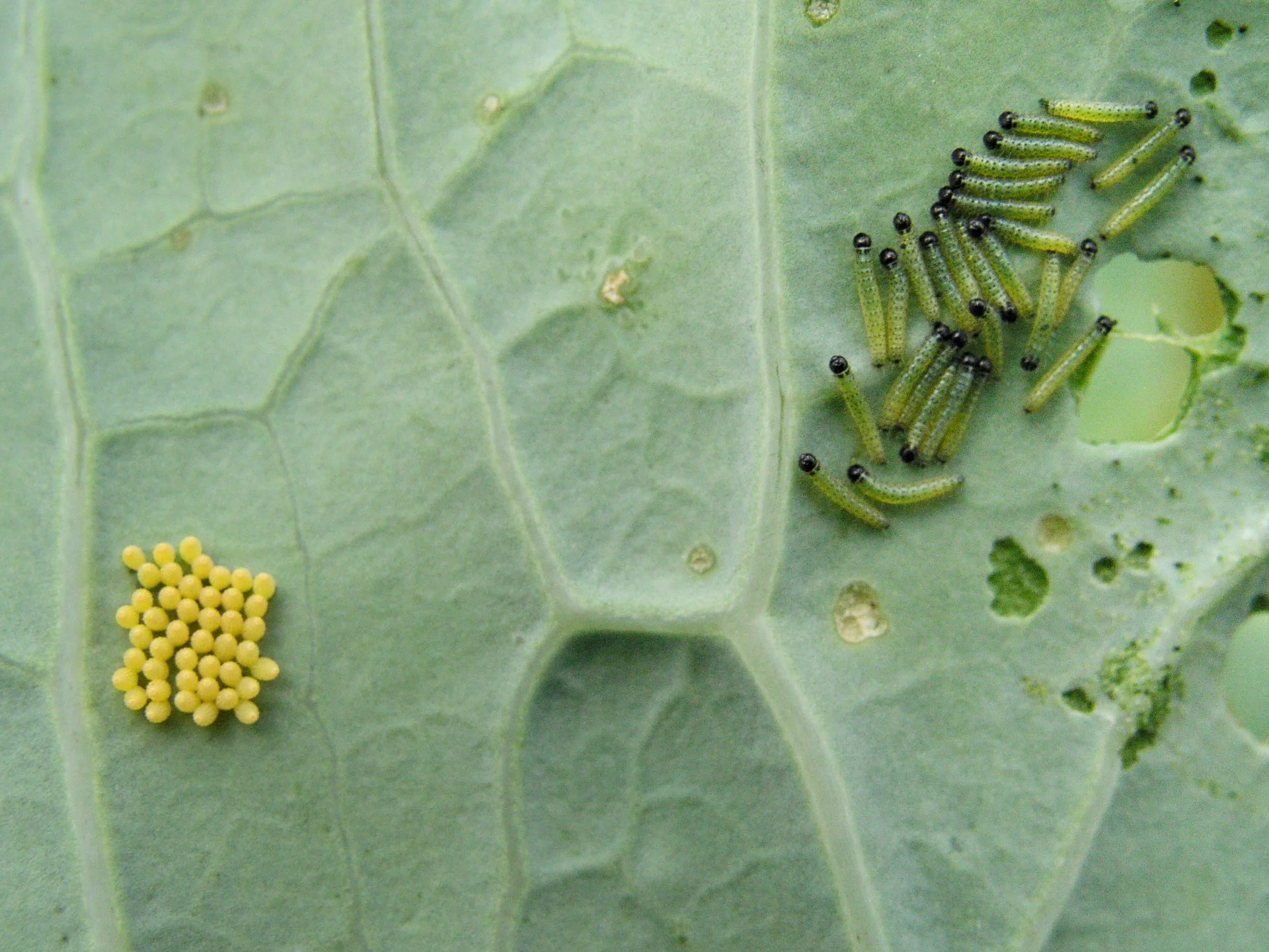 Cluster of young caterpillars feeding side by side next to their egg batch on a cabbage leaf