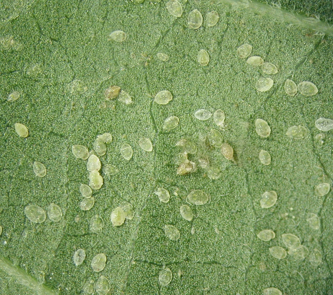 Many flat, pale oval whitefly nymphs (the young) glued to the underside of a leaf