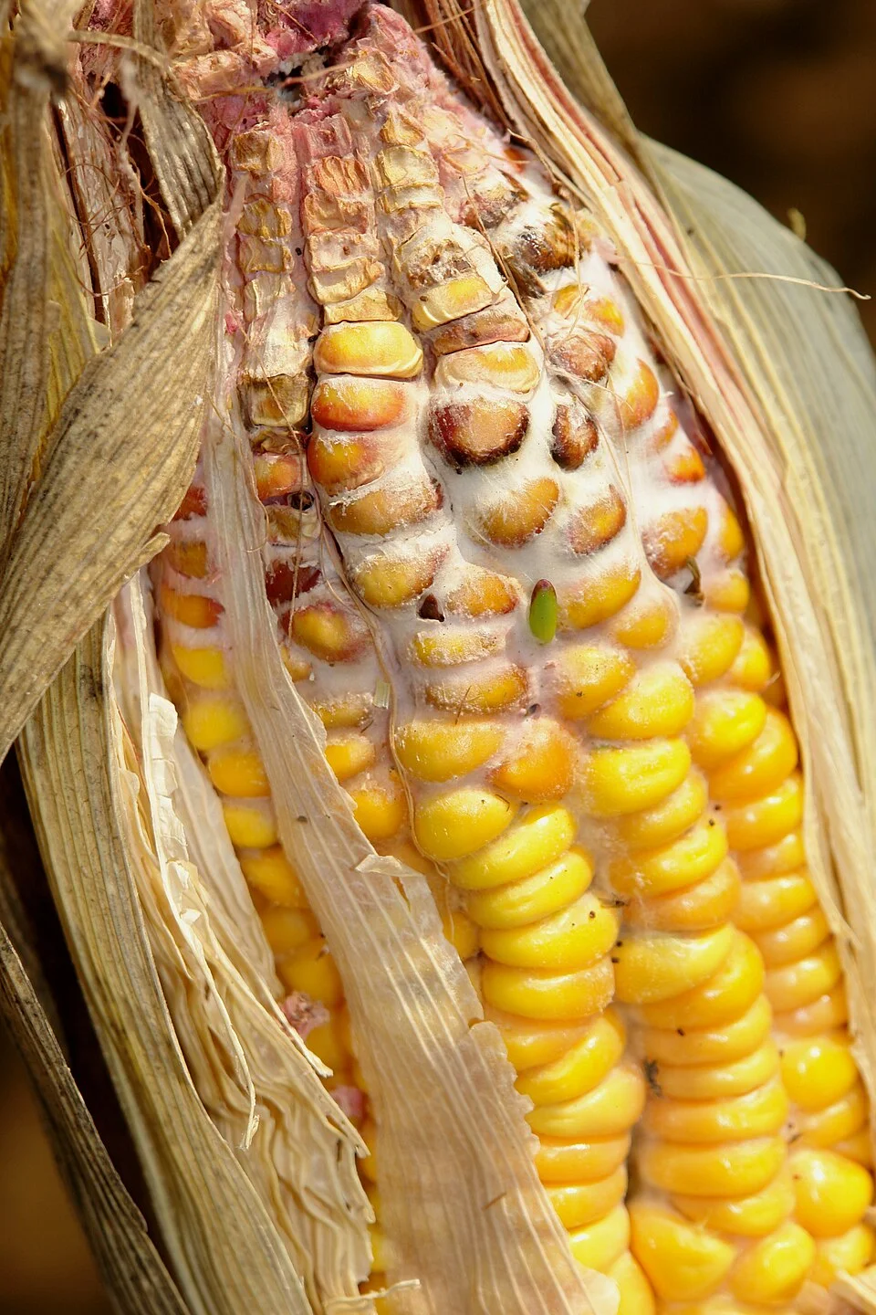 Fusarium head blight