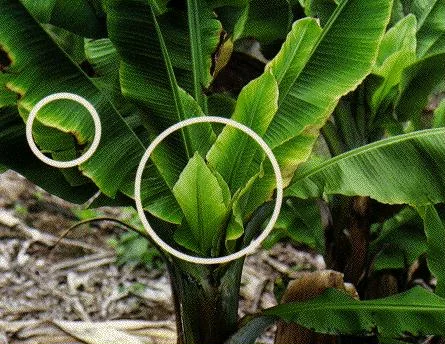 Banana bunchy top virus
