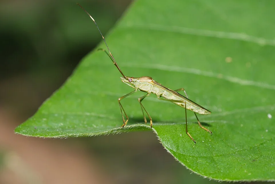 Rice bugs