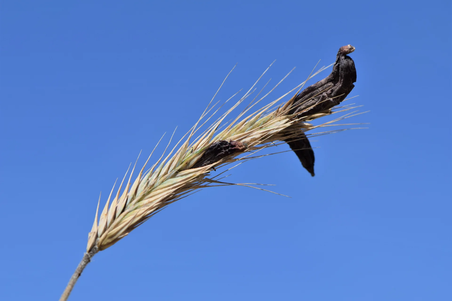 A cereal head against the sky with a large black ergot body replacing the grain in an infected floret