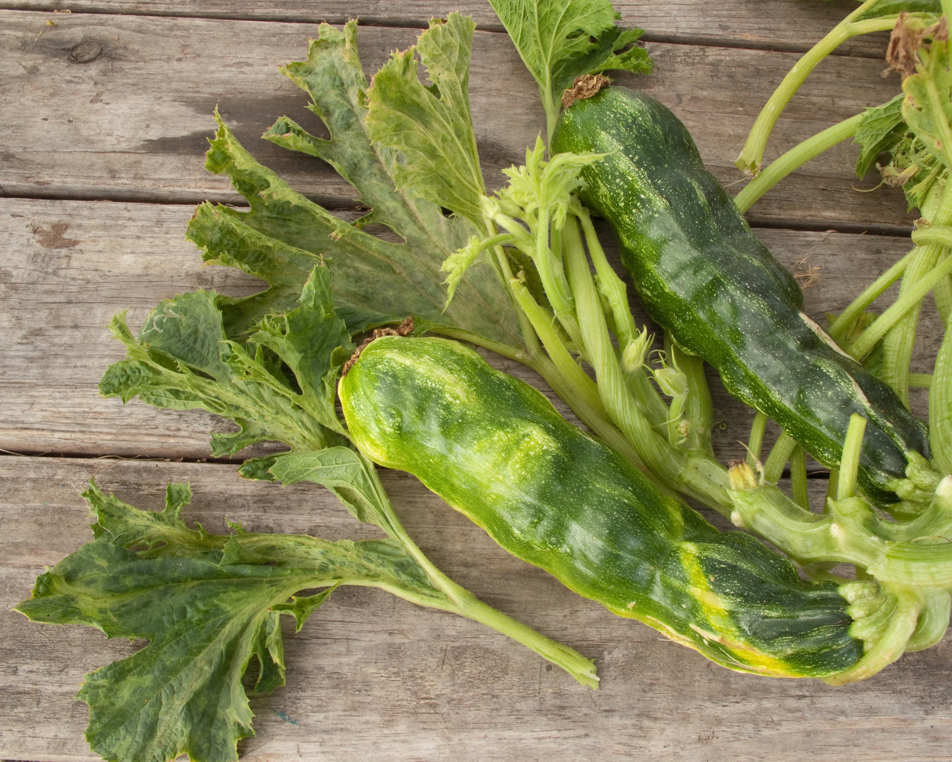 Zucchini fruits deformed with warty, blotchy light-and-dark mottled skin and wrinkled leaves from zucchini yellow mosaic virus