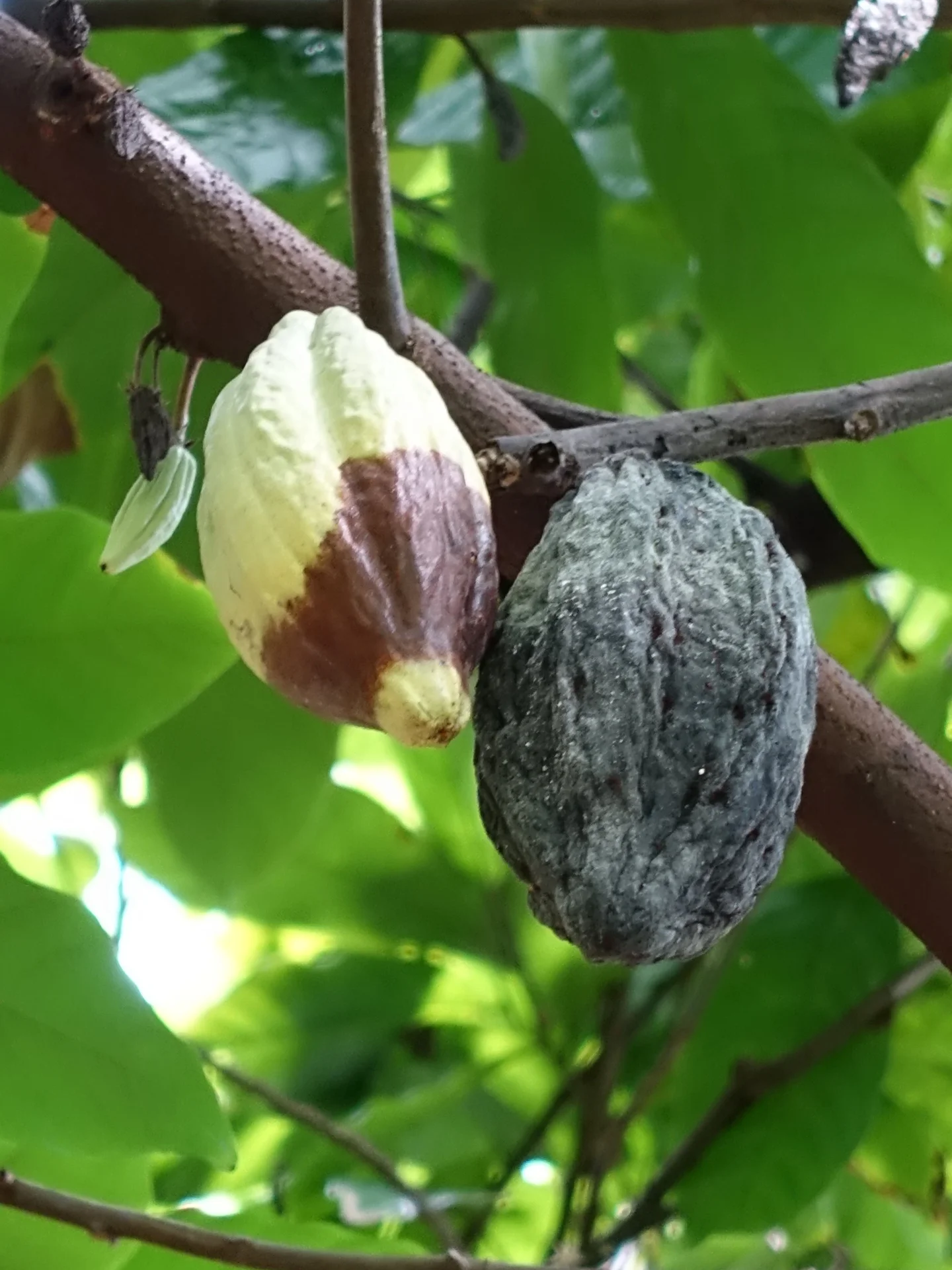 Two cocoa pods hanging on the tree: one still healthy with a spreading brown lesion creeping across it, the other completely blackened and mummified by black pod.