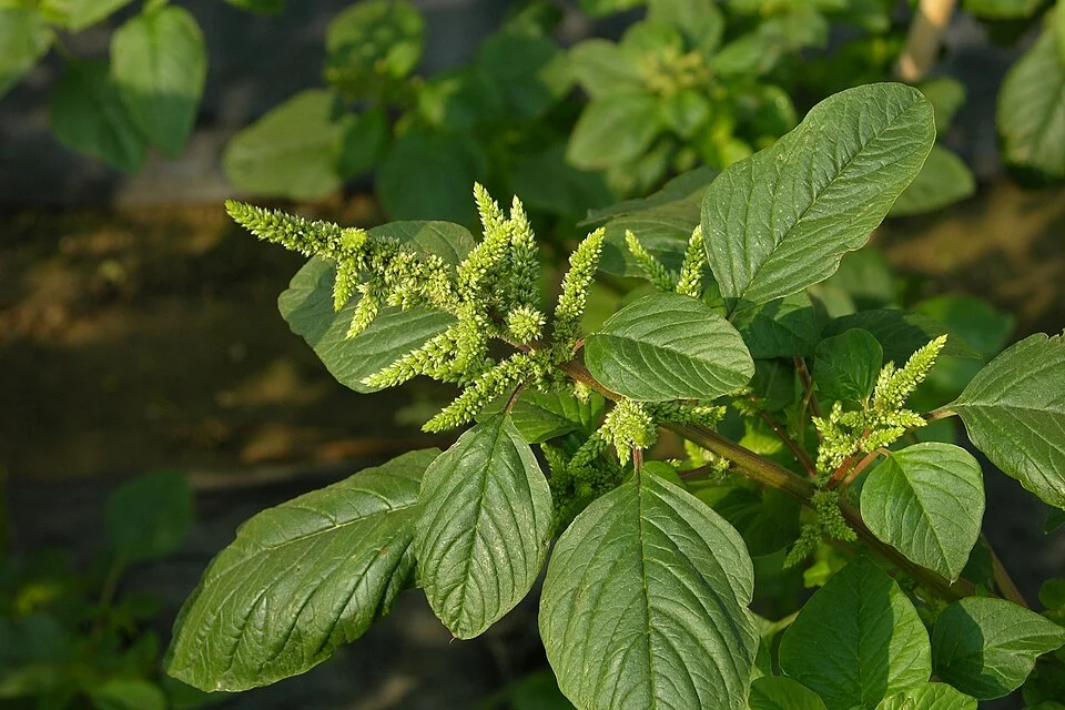 Amaranth