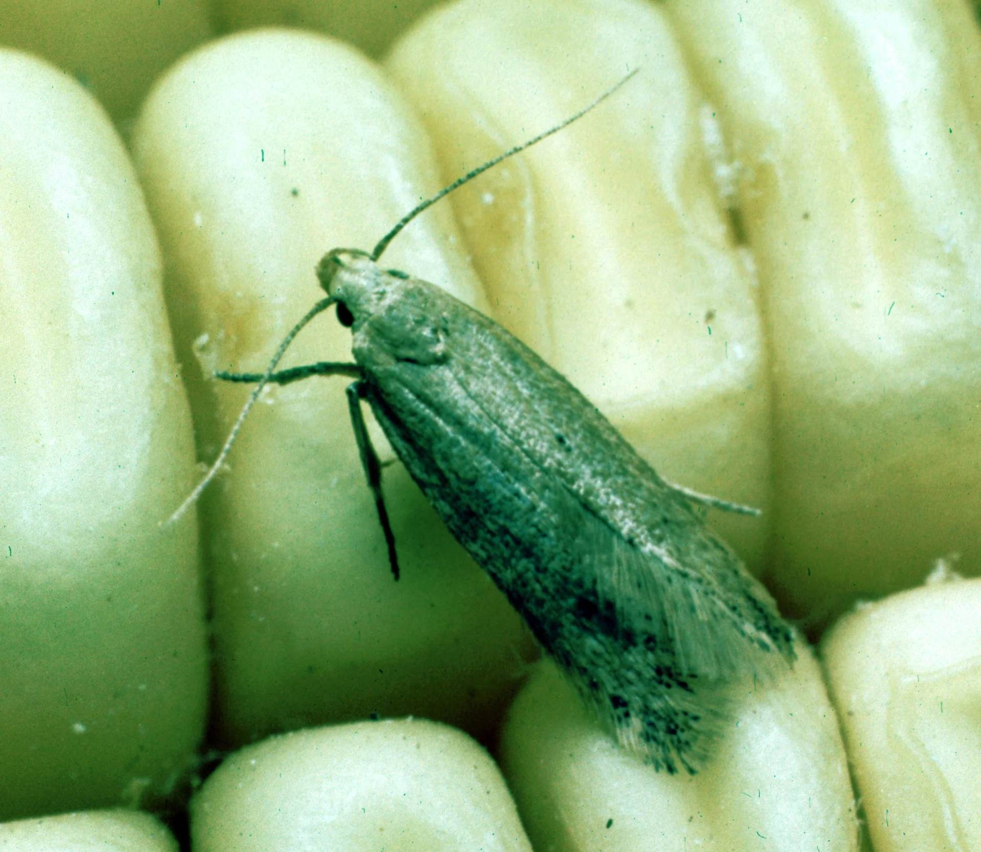 Straw-coloured Angoumois grain moth resting on maize kernels, showing the narrow, pointed, fringed hindwing