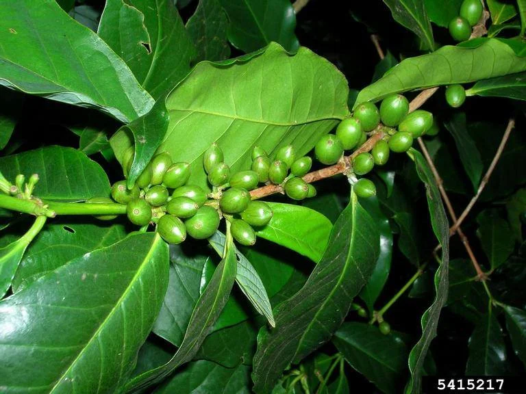 Coffee berry disease
