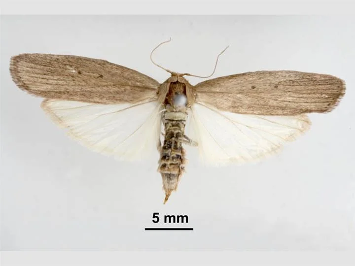 Eldana stalk borer