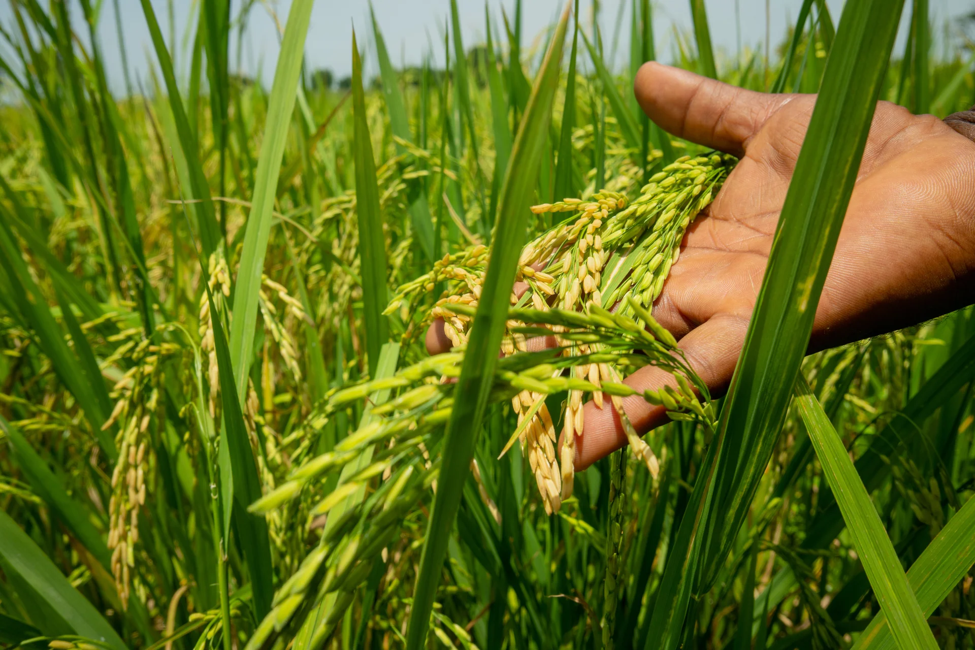 Hand holding ripening golden rice panicles (grain heads) in the field