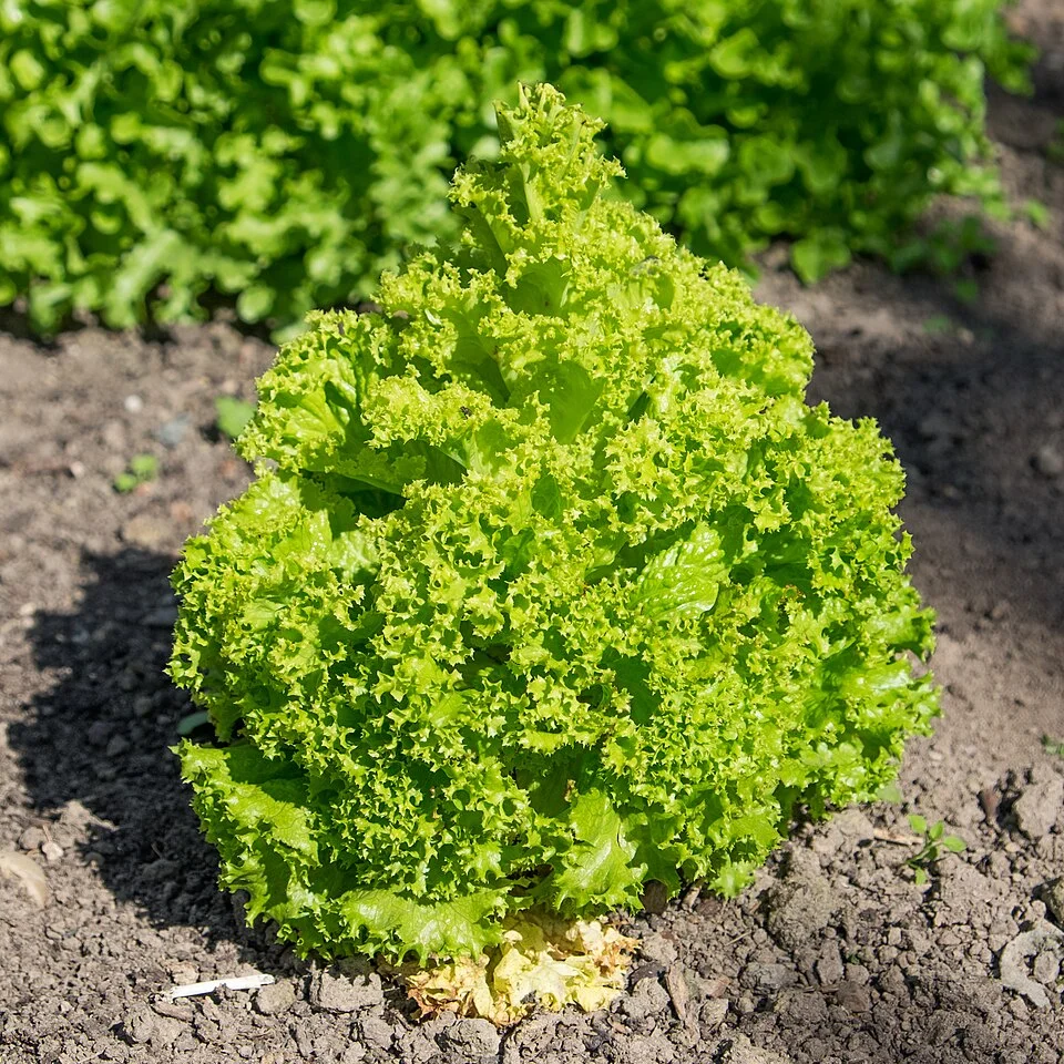 Lettuce