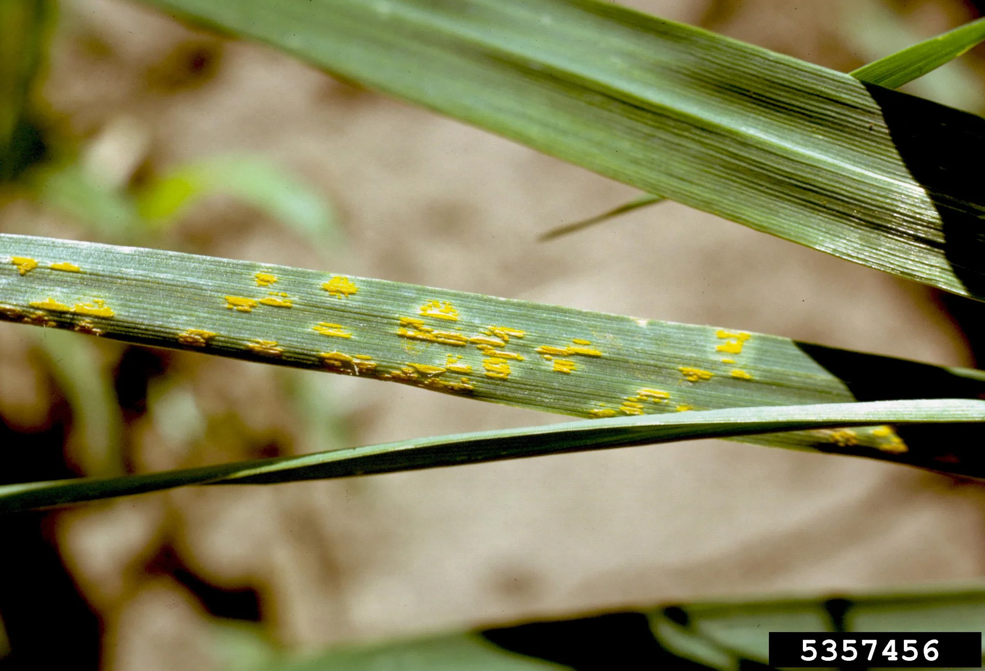 Rust pustules on standing grass leaves in the field, showing how the rusty spots appear on the living crop as a farmer would find them