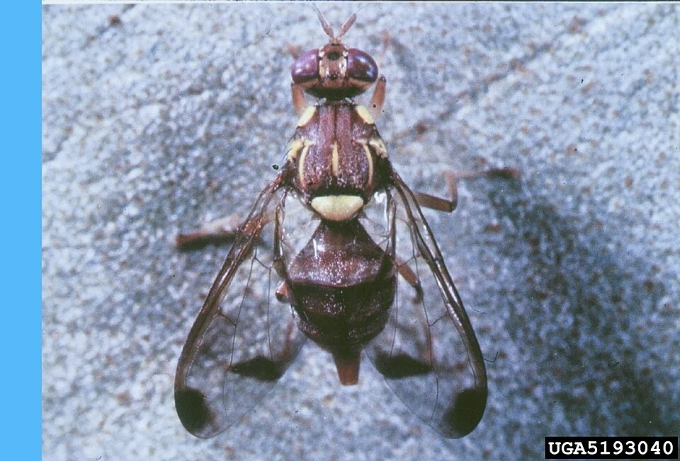 Melon fly