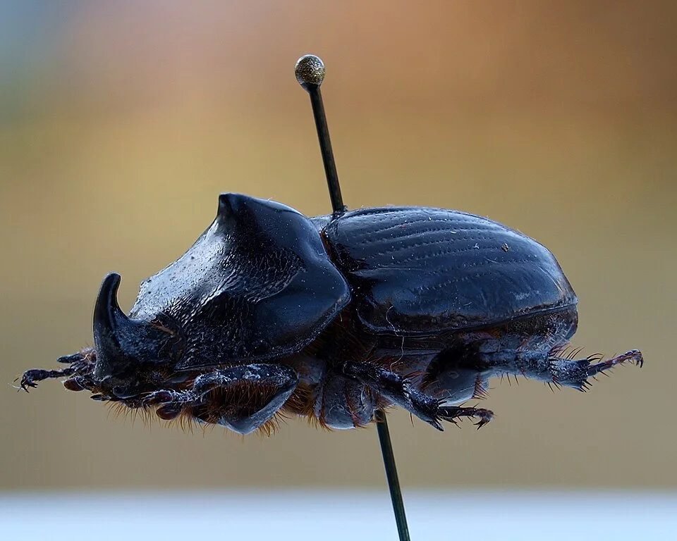 Taro beetle