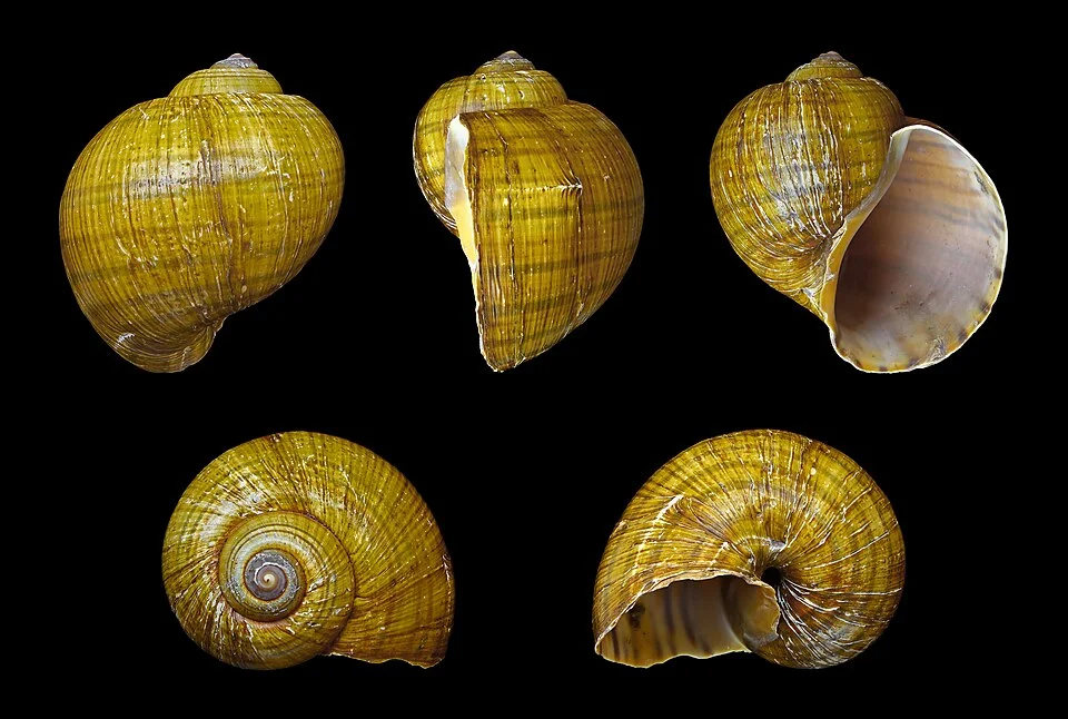 Golden apple snail