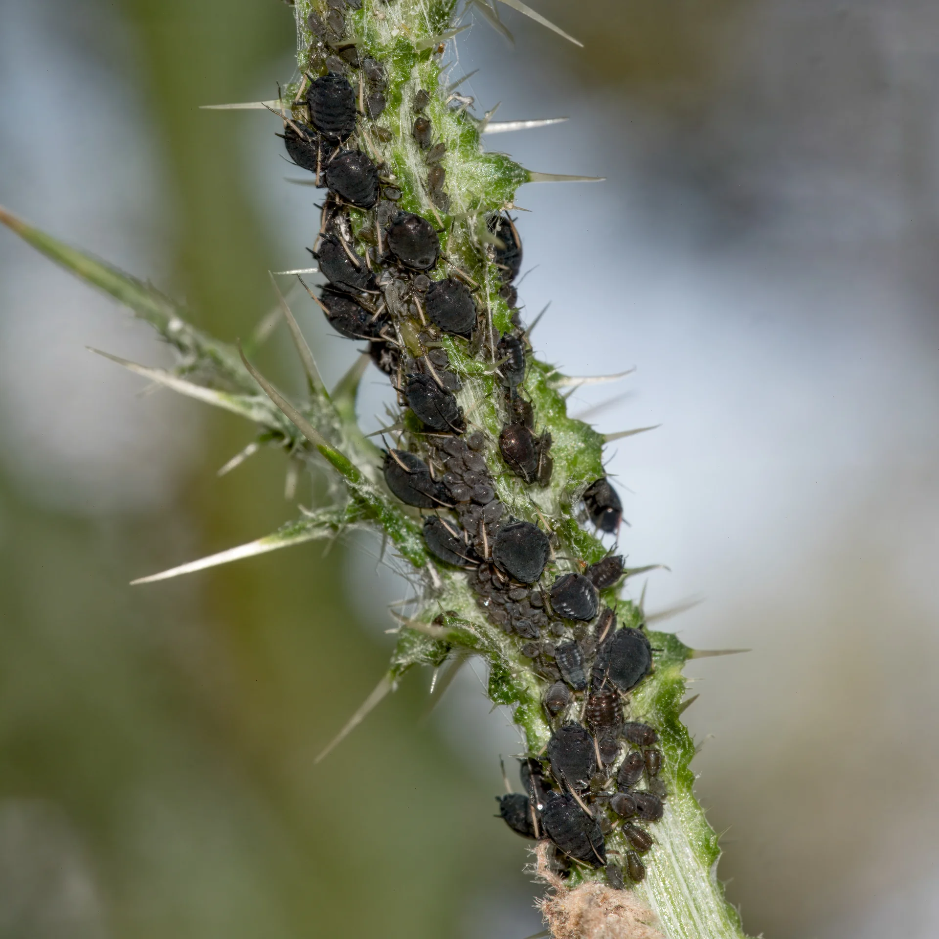 Dense black cowpea aphid colony packed tightly along a plant stem
