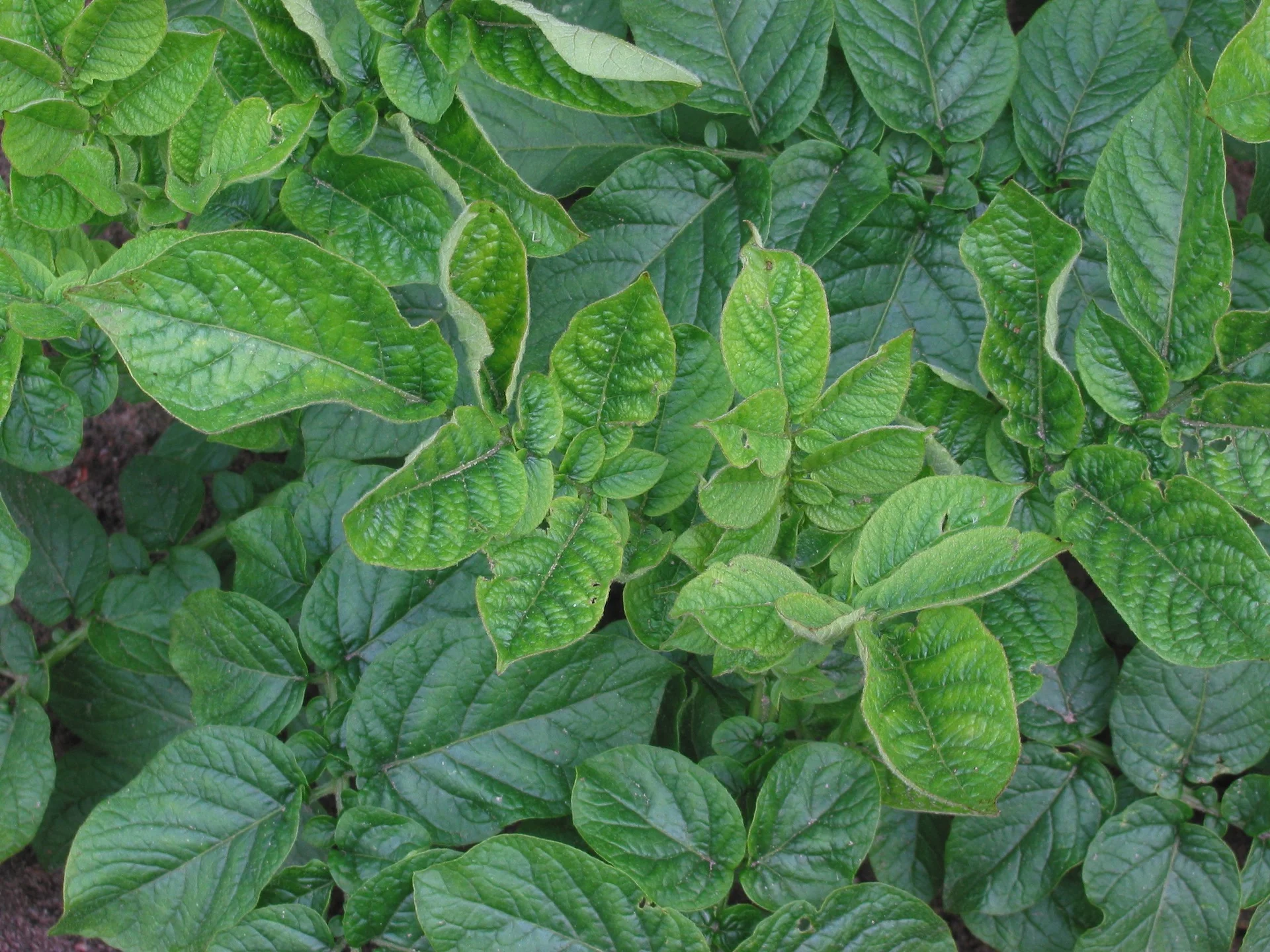 Potato plant in the field with crinkled, puckered, mottled leaves from virus infection