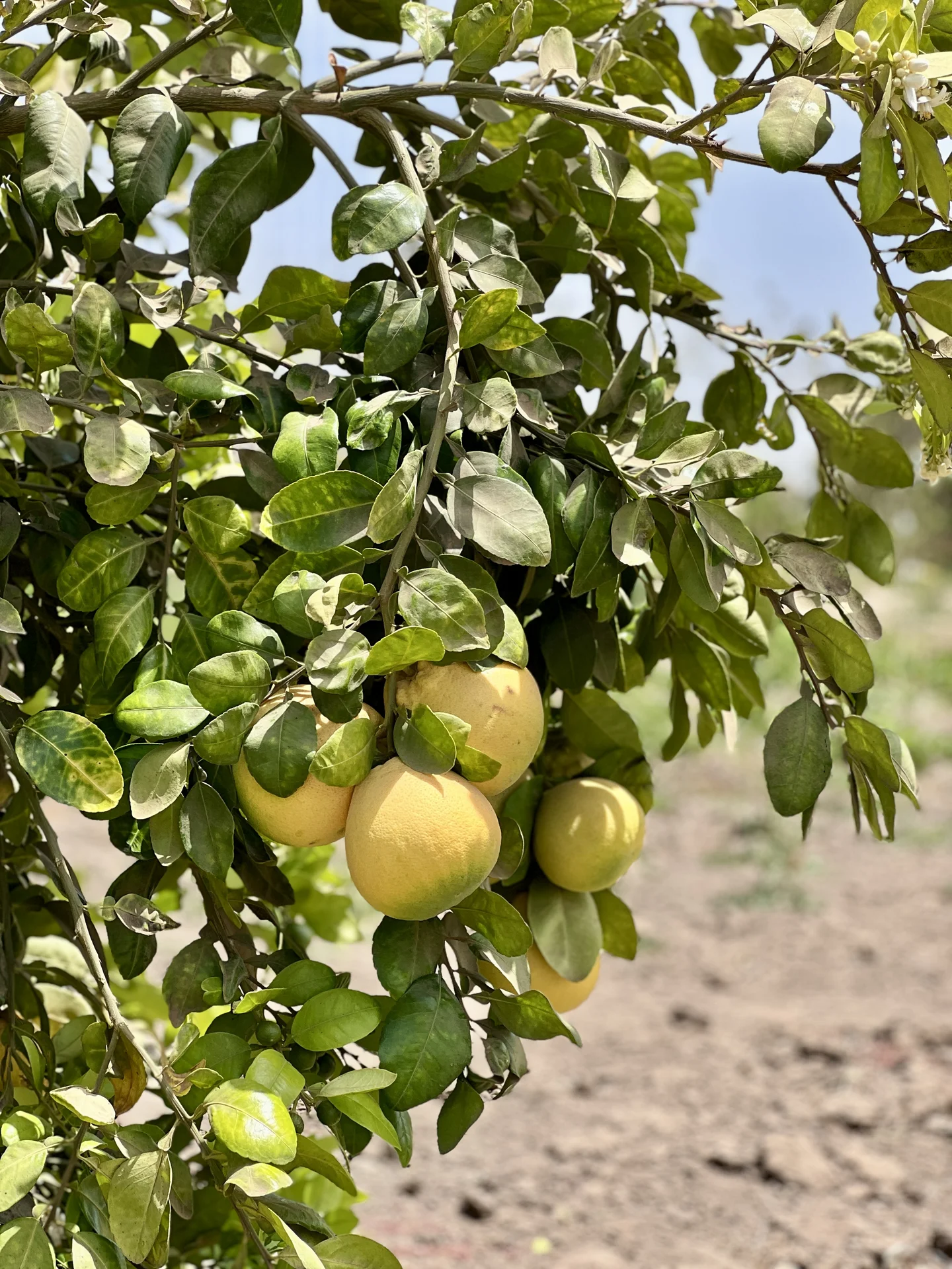 Cluster of large, round, yellow-ripening grapefruit hanging on the tree in an orchard