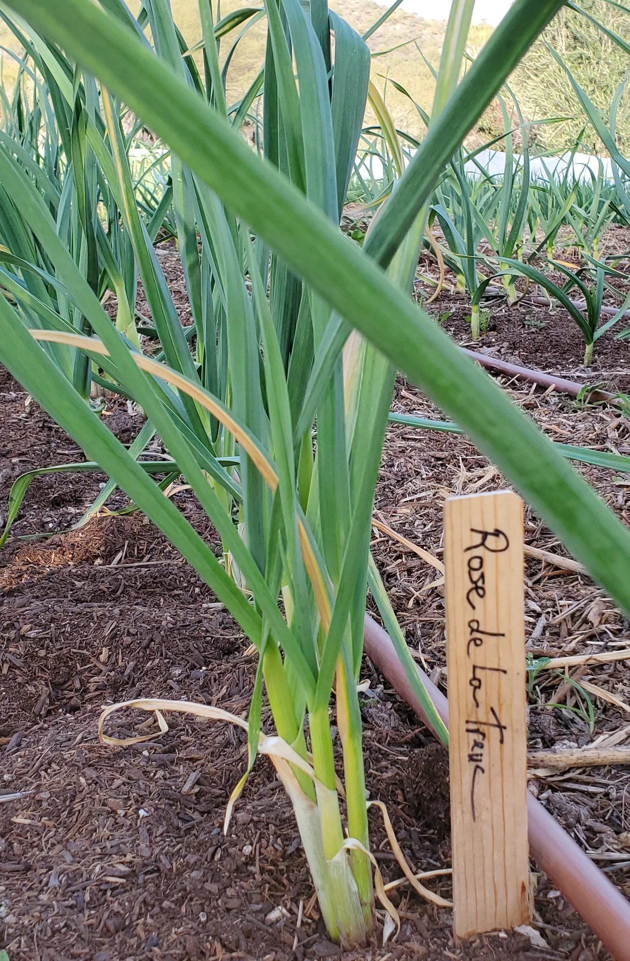 Garlic plants growing in rows in a field, with tall green leaves and a variety label