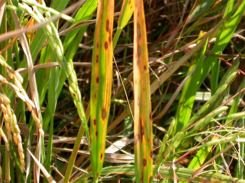 Rice leaves in the field peppered with many small, even, oval brown spots of brown spot disease