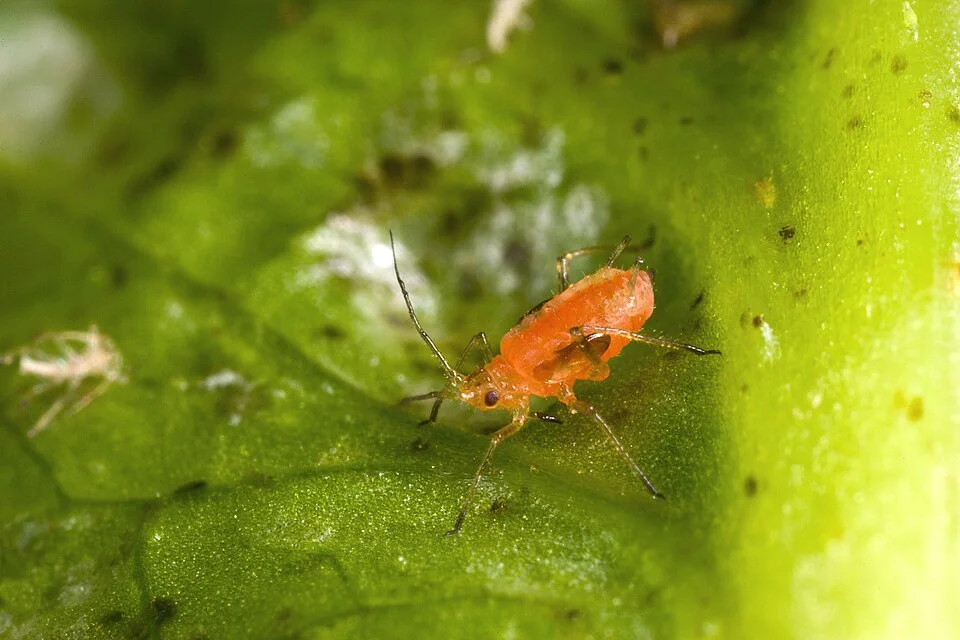 Lettuce mosaic virus