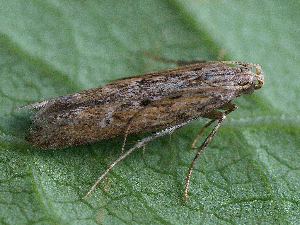 Live adult potato tuber moth, a small narrow greyish-brown moth about 1 cm long, resting on a green leaf