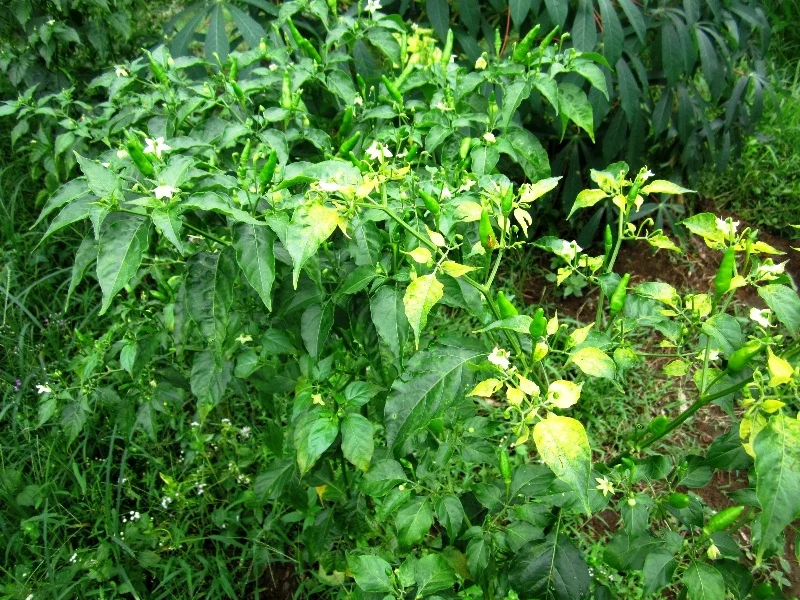 Chilli leaf curl virus