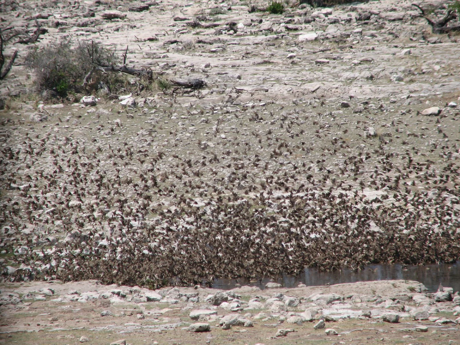 A huge swarming flock of thousands of quelea pouring down like a cloud of smoke