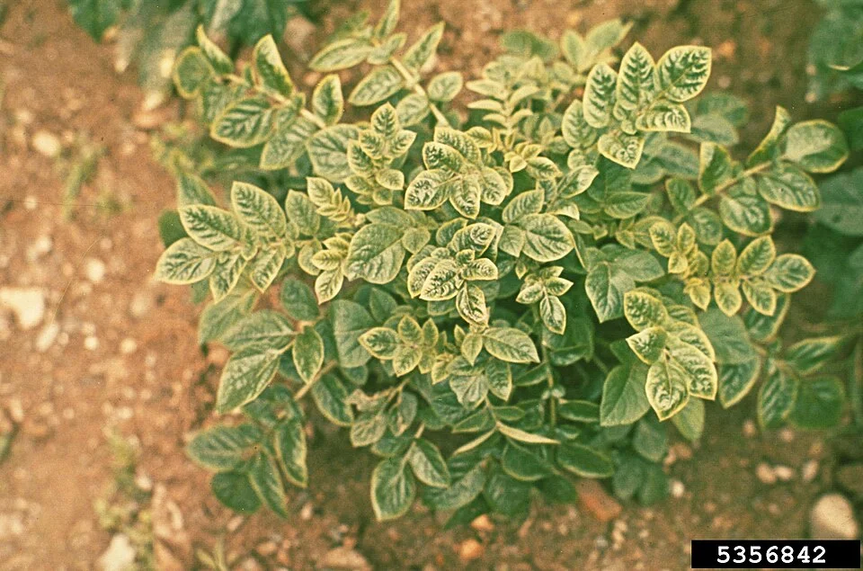 Potato virus