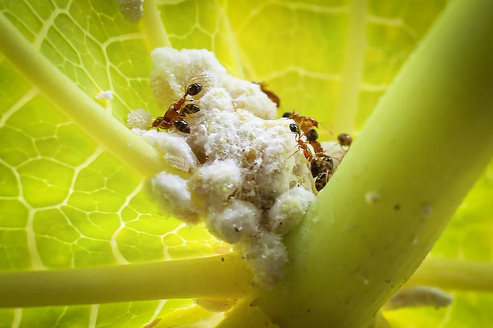 Cassava mealybug