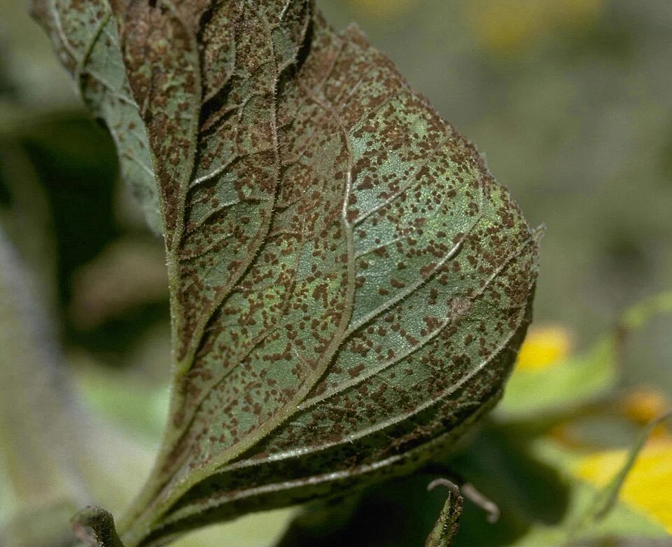 Sunflower rust
