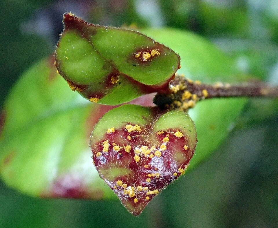 Guava rust