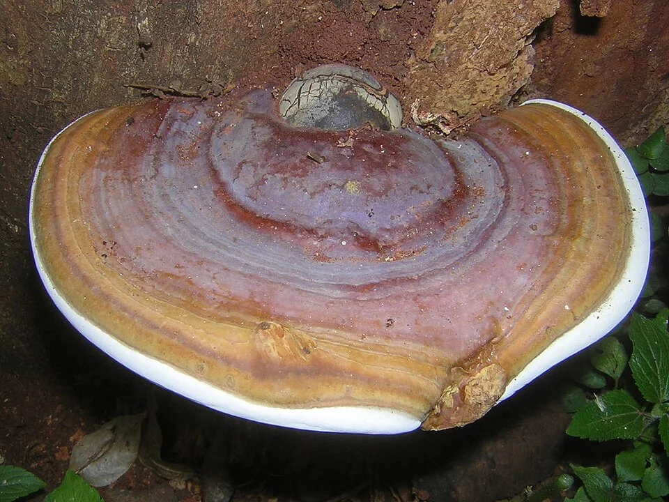 Ganoderma basal stem rot
