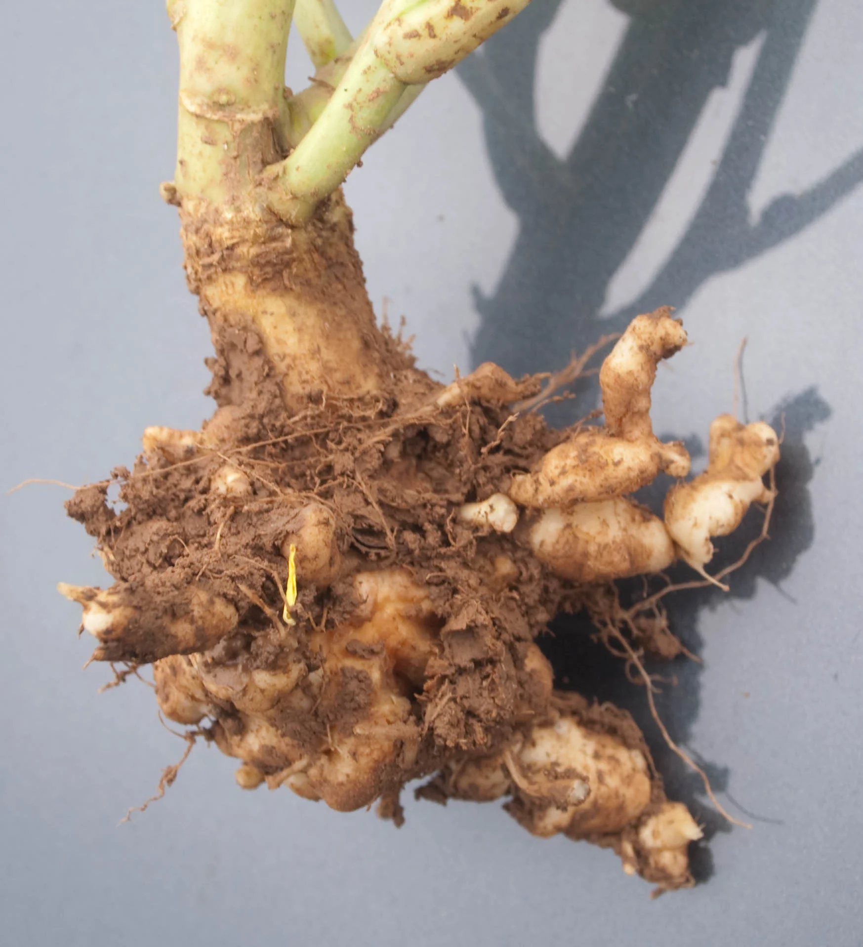 A brassica plant lifted from the soil, its roots swollen into fat, misshapen white-and-tan clubs and knobs (clubroot 'finger-and-toe').