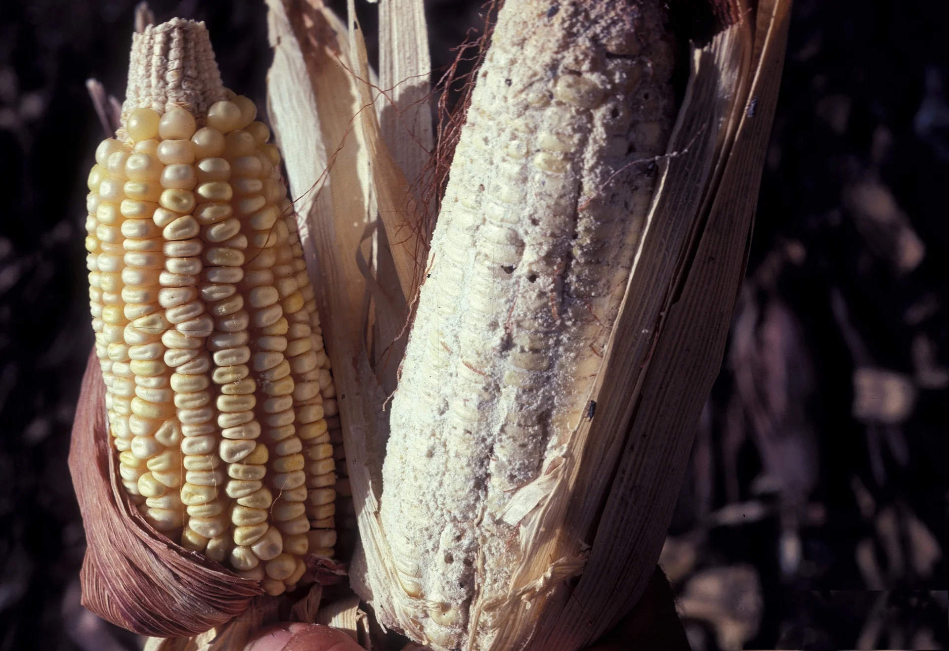 A healthy maize cob beside one hollowed out and coated in powdery dust by maize weevils