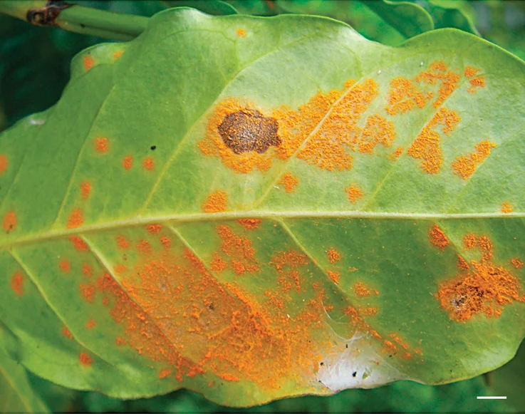 Coffee leaf rust