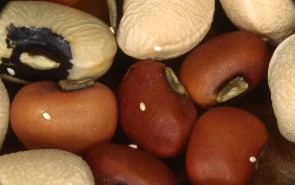 Tiny pearly-white bruchid eggs glued flat onto the seed coats of stored cowpea and azuki beans, with damaged, bored-open seeds