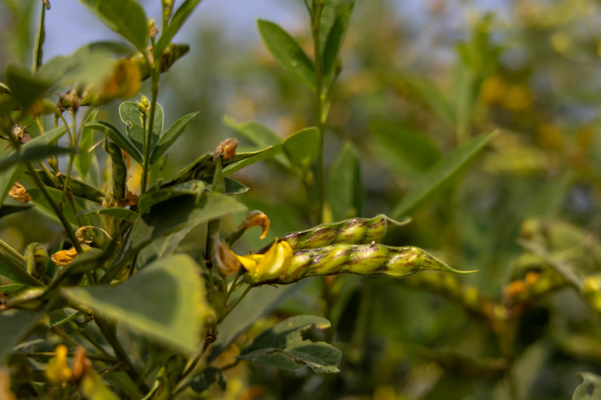 Green pigeon-pea pods and a yellow flower on the plant, the crop the pod fly attacks
