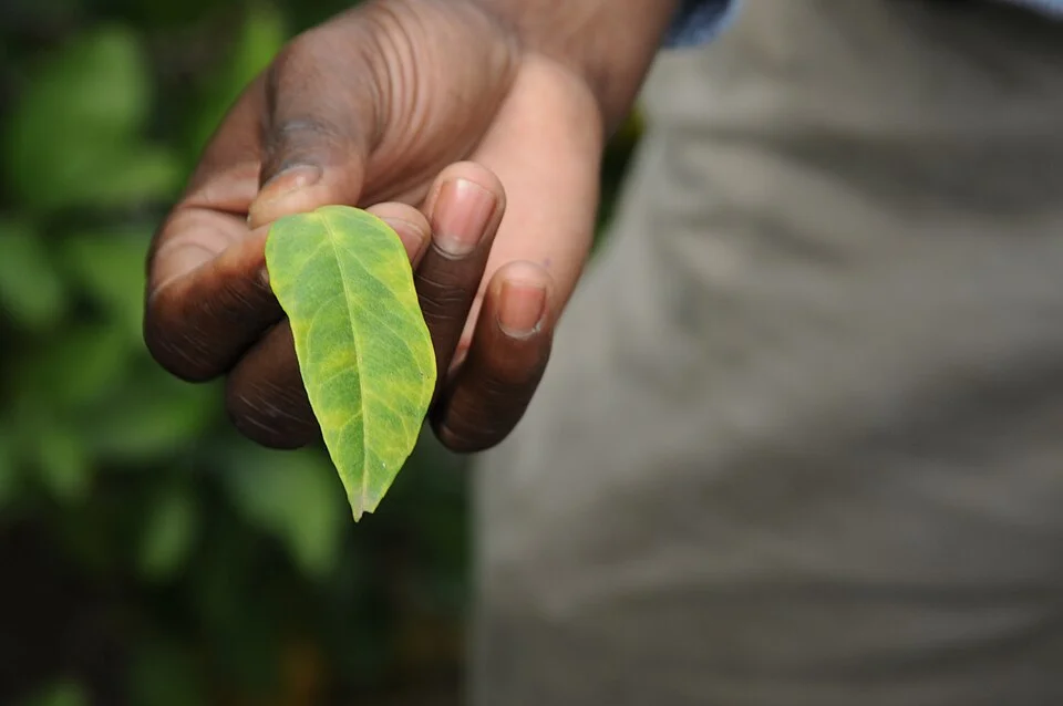 Citrus greening (Huanglongbing)