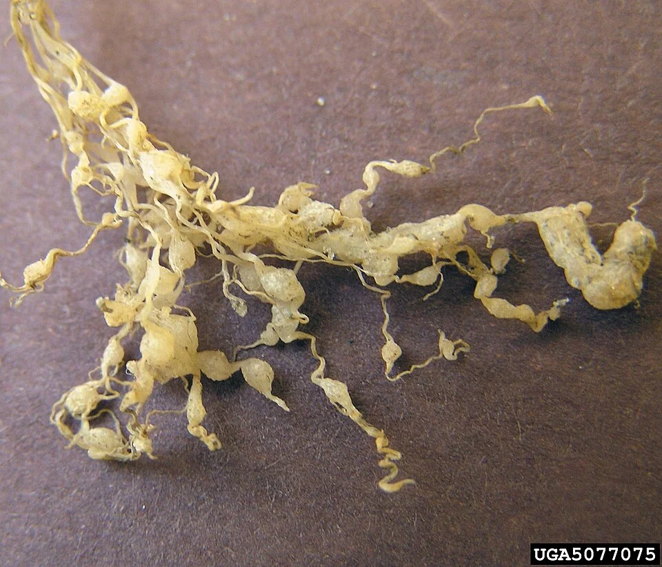 Washed roots showing rows of swollen beaded knots (galls) along them, the tell-tale sign of root-knot nematode