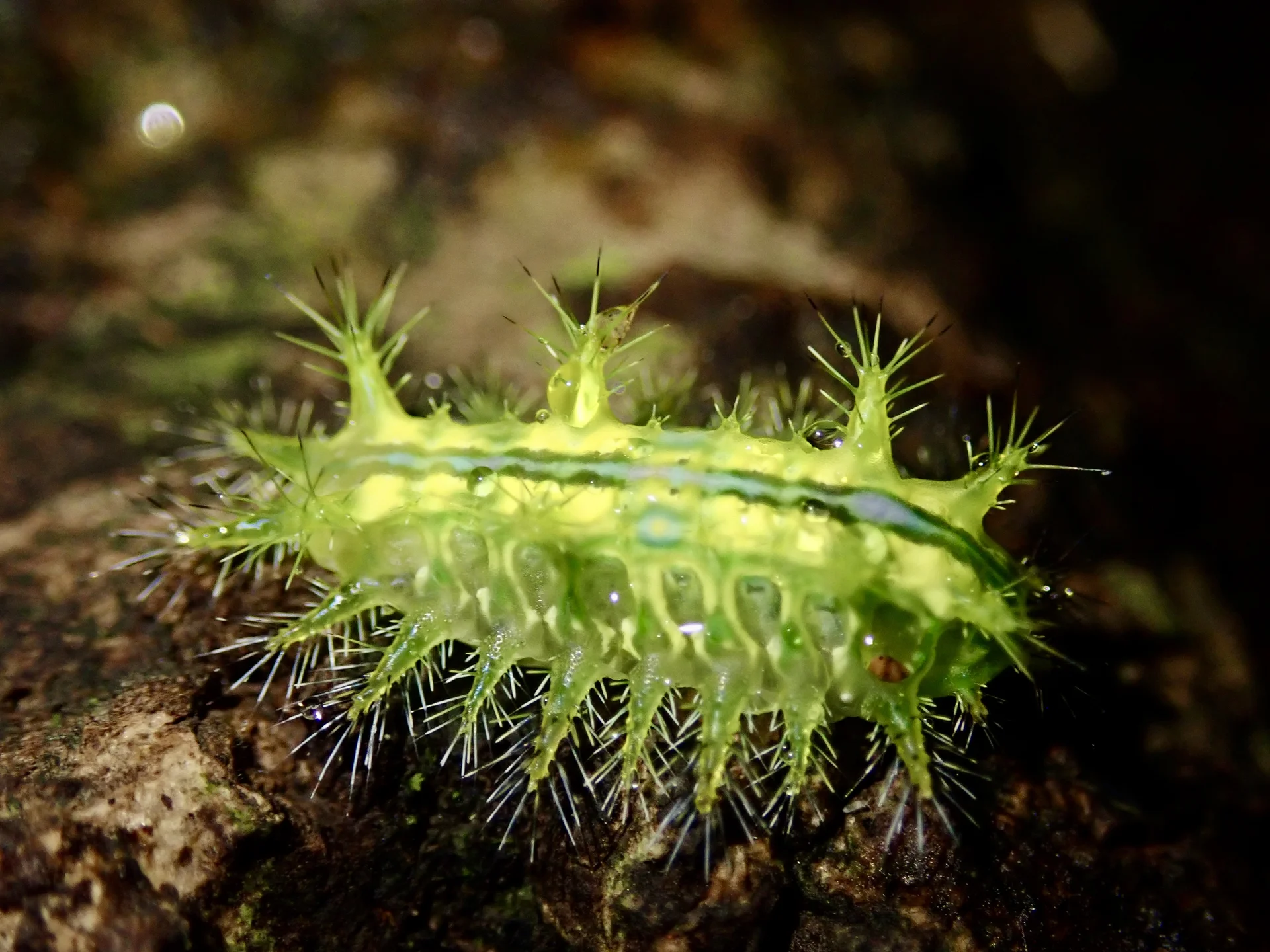 Close-up of a green stinging slug caterpillar (family Limacodidae) showing the rosettes of sharp spines that burn like a nettle when touched