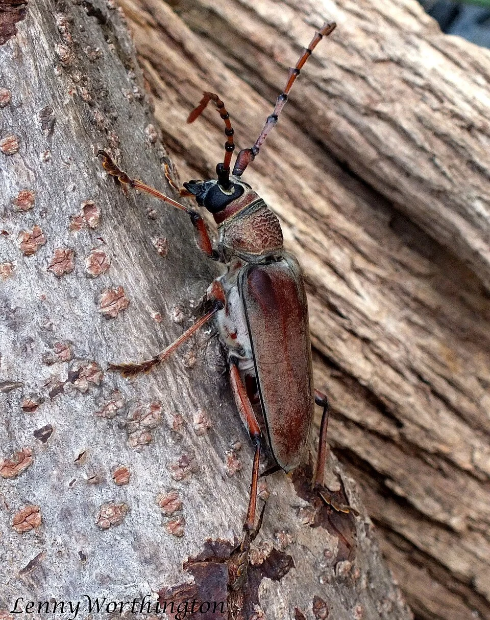 Cashew stem and root borer