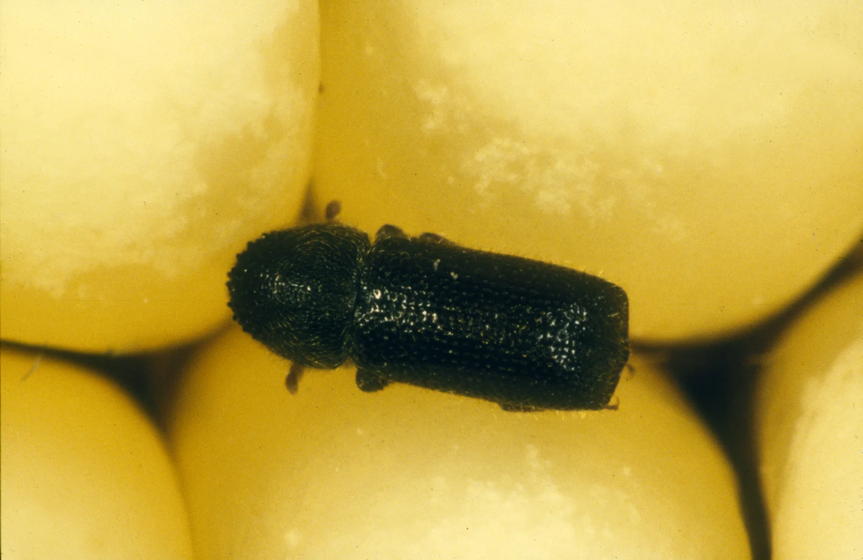Dark cylindrical larger grain borer beetle crawling among maize kernels in storage