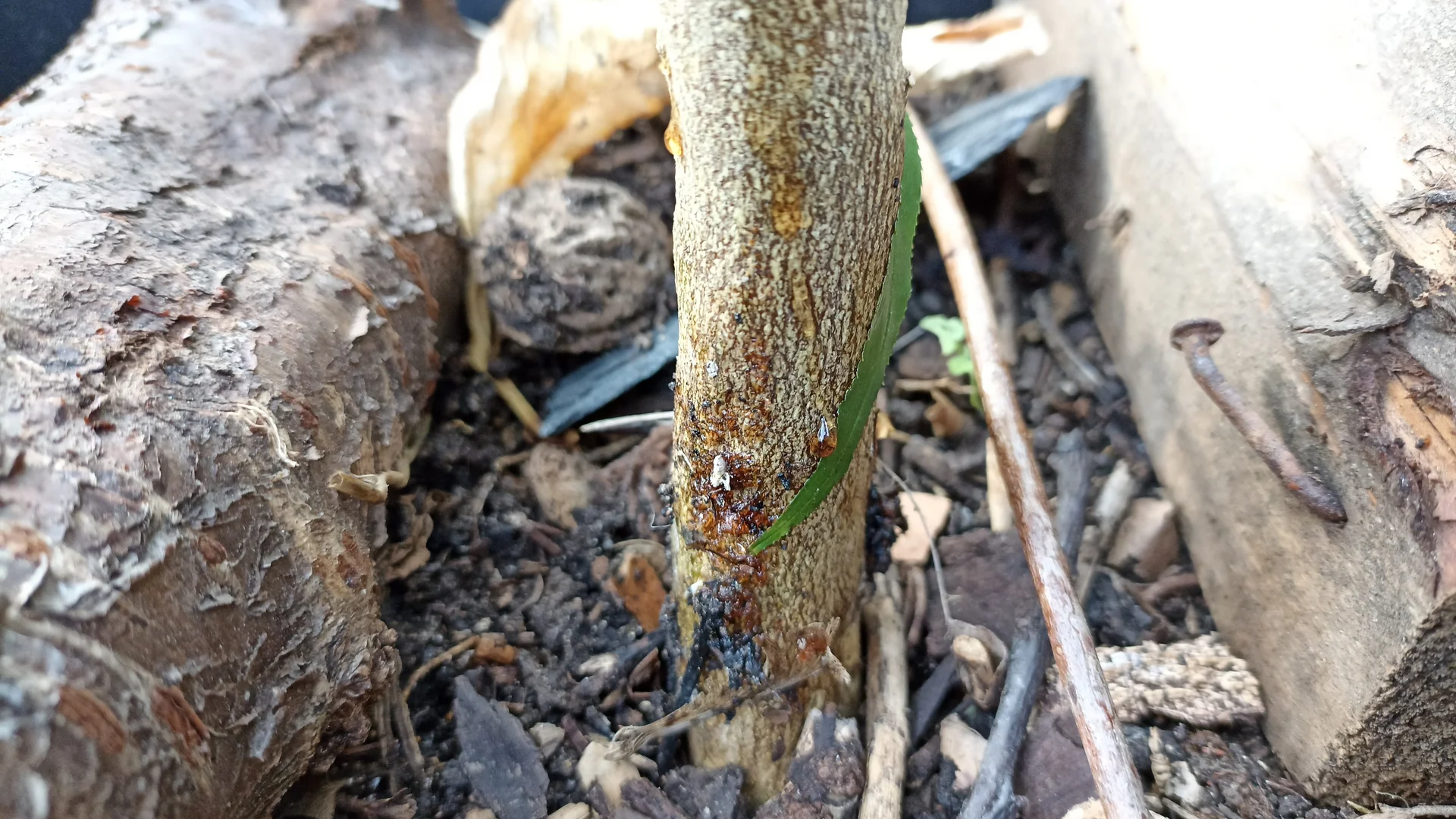 Collar rot at the stem-base right at the soil line: a dark, water-soaked, rotting patch on the bark oozing amber gum — the tell-tale sign of Phytophthora collar rot (shown here on a woody host).