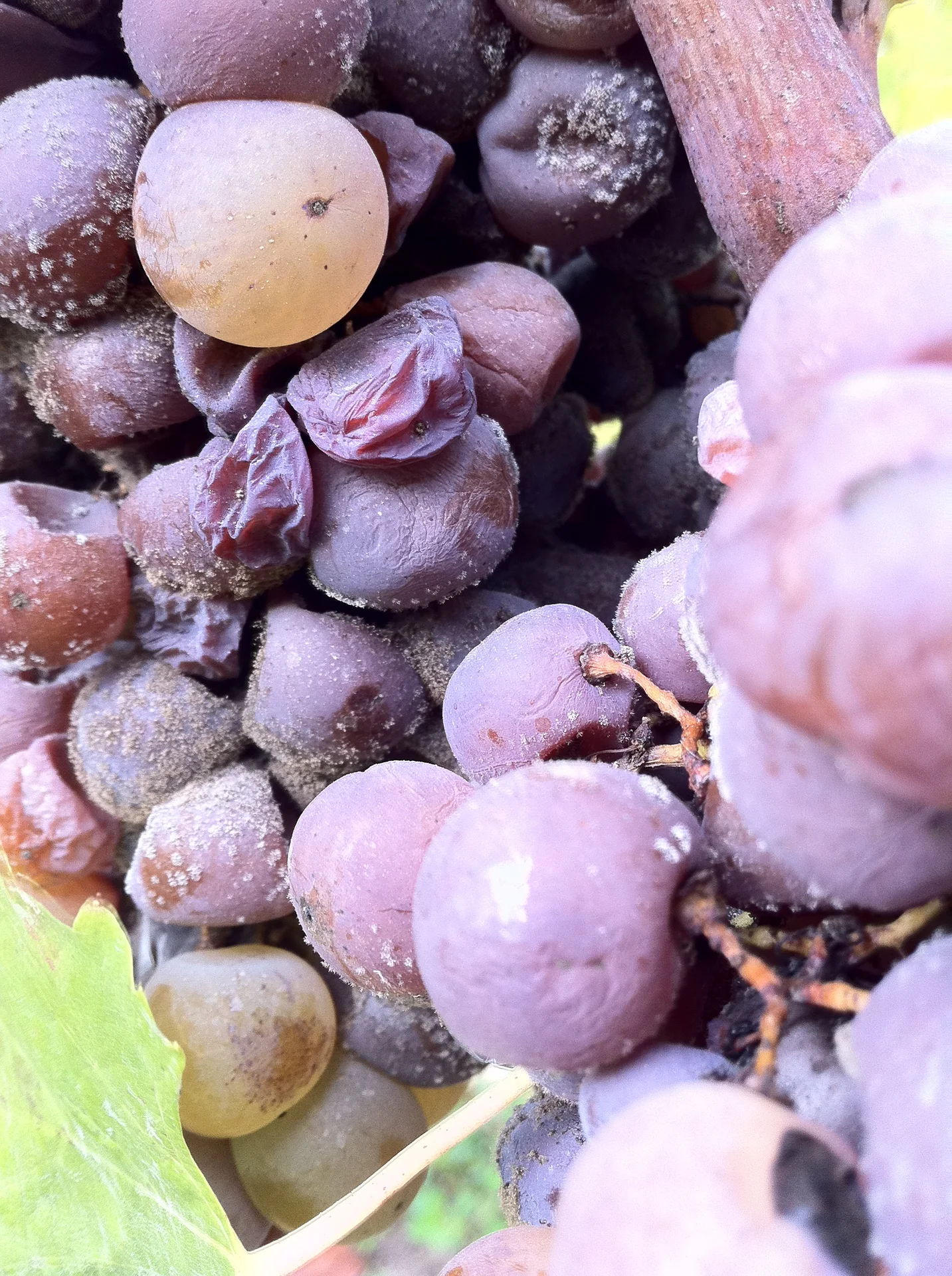 Close-up of a grape bunch coated in fuzzy grey mould, with soft rotting and shrivelled berries
