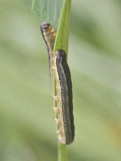 African armyworm