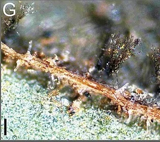 Angular leaf spot