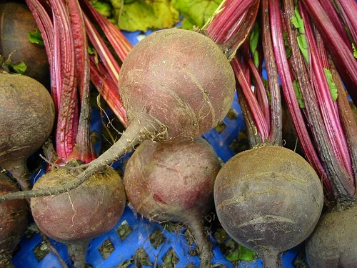 Freshly lifted round dark-red beetroot with red leaf-stalks and green tops in a crate