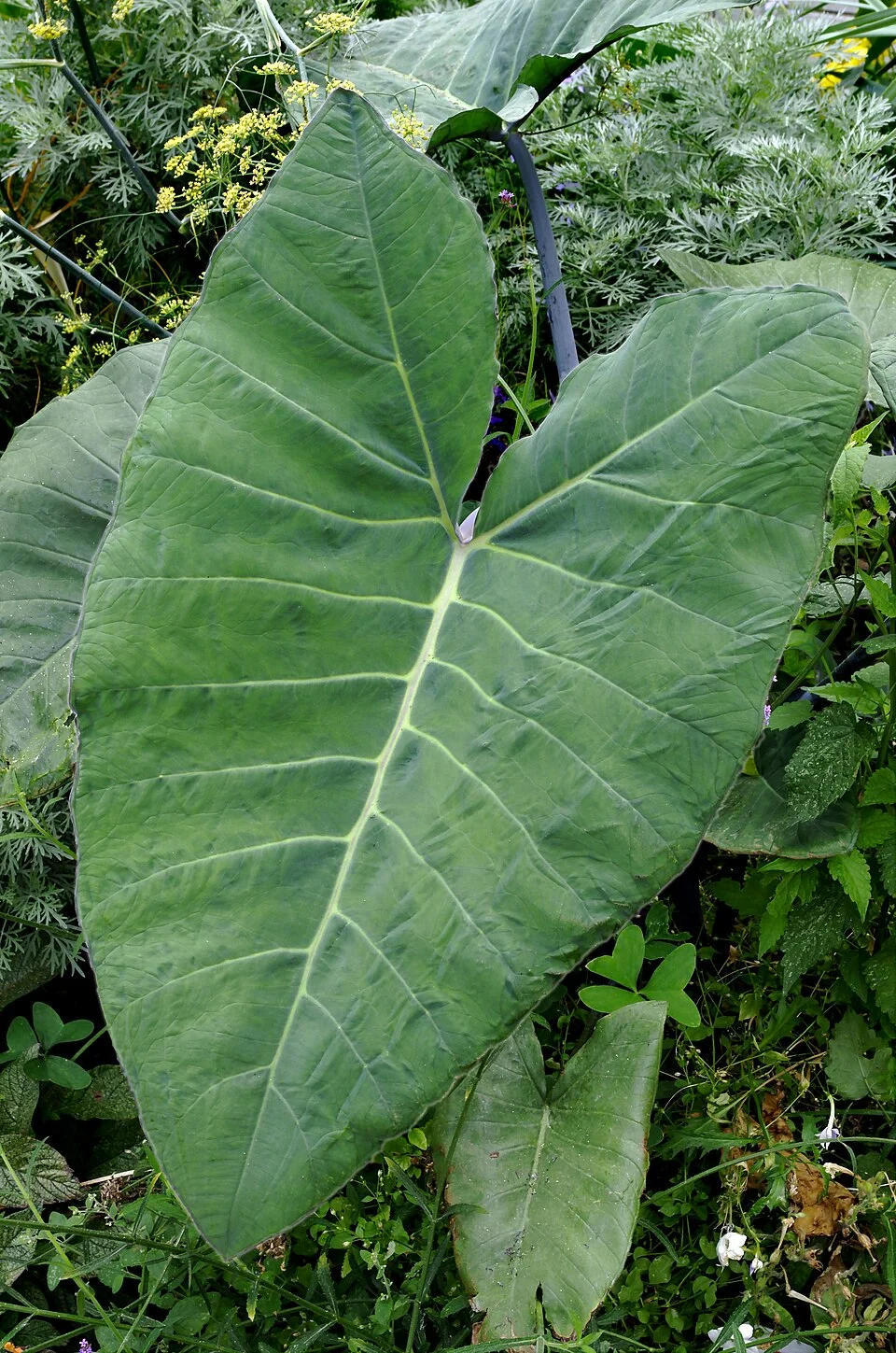 Cocoyam / Taro